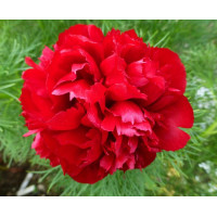 Пион Tenuifolia Rubra Plena (Тенуфолия Рубра Плена)