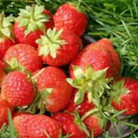 Клубника ремонтантная (крупноплодная) Остара (5 шт.)