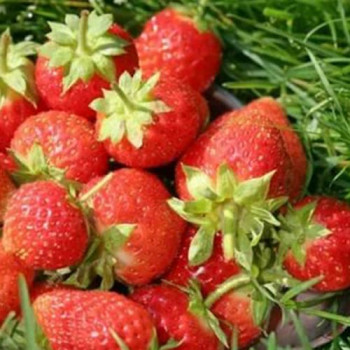 Клубника ремонтантная (крупноплодная) Остара (5 шт.)