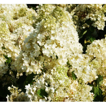 Гортензия метельчатая Grandiflora