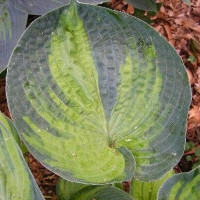 Саженцы Хоста Aureonebulosa (Ауреанебулоза) L