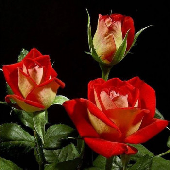 Роза чайно-гибридная Нью Фейшн