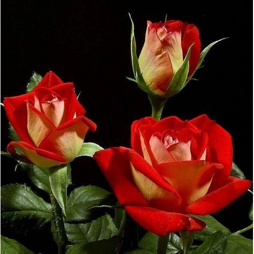 Роза чайно-гибридная Нью Фейшн