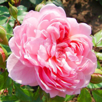 Роза английская кустовая Анна Болейн (Anne Boleyn)