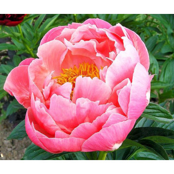 Пион Coral Charm (Корал Шарм)