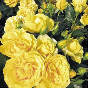 Роза флорибунда Голд Топаз (Goldtopas)