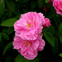 Роза канадская Therese Bugnet