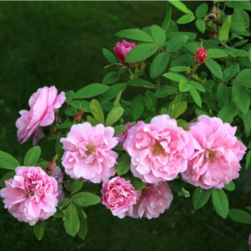 Роза канадская Therese Bugnet