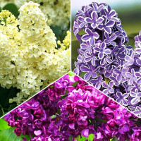 Комплект сирени Трио из 3-х саженцев