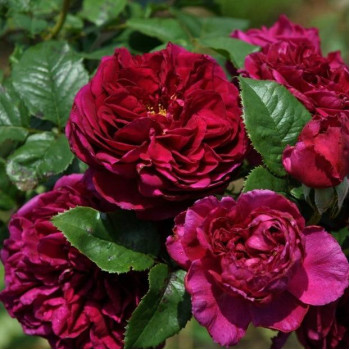 Роза английская кустовая Фишерман Френд (Fisherman's Friend)