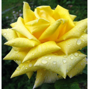 Роза чайно-гибридная Berolina