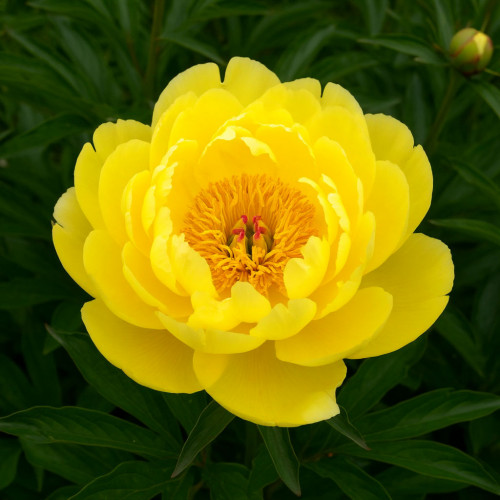 Пион Yellow Crown (Йеллоу Краун)