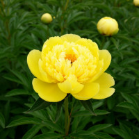 Пион Yellow Crown (Йеллоу Краун)