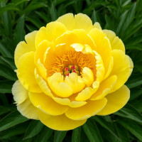 Пион Yellow Crown (Йеллоу Краун)